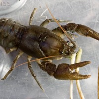 White-clawed Crayfish